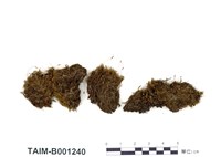 藏品(無褶曲尾苔)的圖片